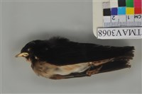 藏品(家燕)的圖片